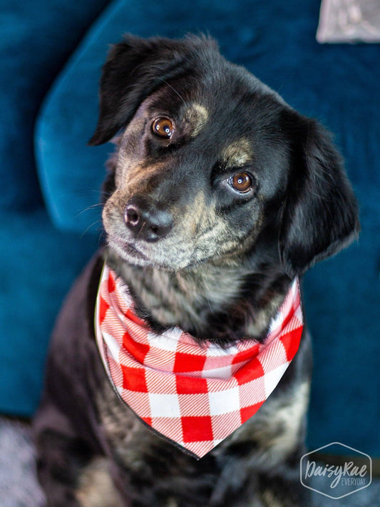 It's Bed Time Pet Bandana: Red White / One Size